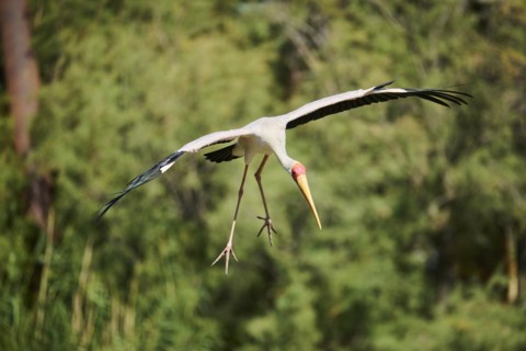 Yellow-bird Stork (Mycteria ibis), flying, landing, captive, distribution Africa