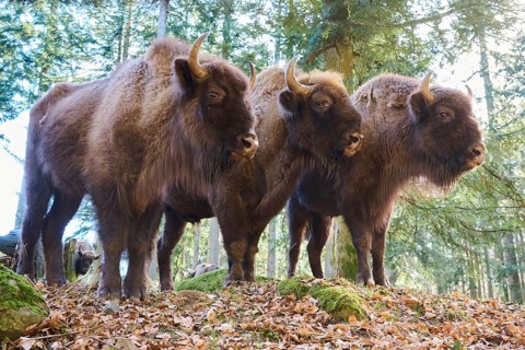 European bison (Bison bonasus) in a forest in spring, Bavarian Forest, Germany, Europe
