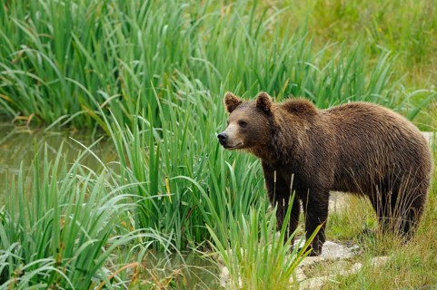 A bear stands calmly on the bank of a small body of water, Eurasian brown bear (Ursus arctos