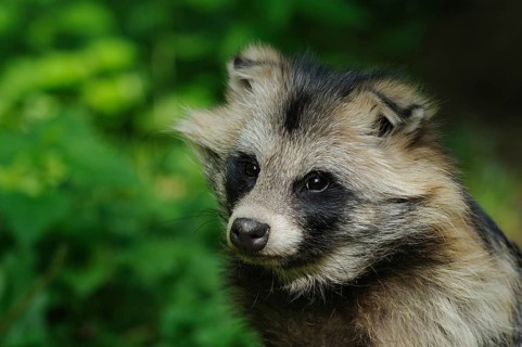 Close-up of a raccoon dog with bushy fur in the greenery, raccoon dog (Nyctereutes procyonoides),