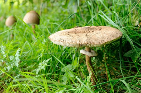 A mushroom grows in the middle of green meadow and grass, surrounded by natural forest atmosphere,