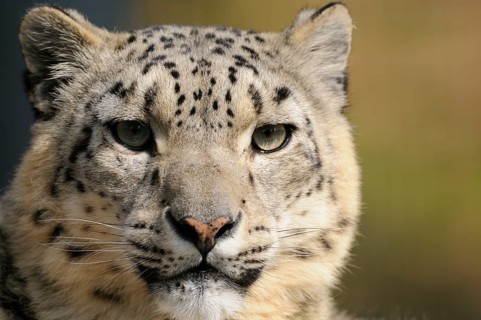 Frontal view of a snow leopard with intense gaze and spotted fur, snow leopard (Panthera uncia),
