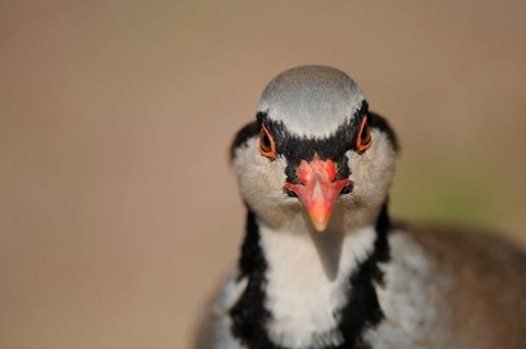 Close-up of a grey partridge with an intense gaze in natural surroundings, rock partridge