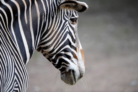 Zebra in profile with clearly visible stripes, on grey background, Grevyzebra (Equus grevyi),