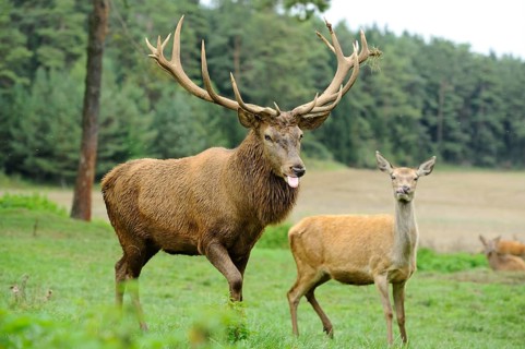 A stag with outstretched tongue and impressive antlers stands next to a doe in a meadow, red deer