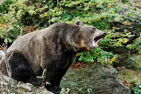 A roaring brown bear in the middle of a forested area, Eurasian brown bear (Ursus arctos arctos),