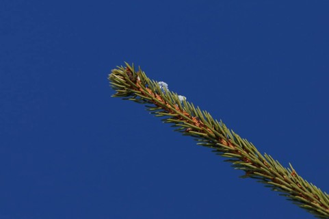 A fir branch in front of an intense blue sky, minimalist and clear depiction of nature, European