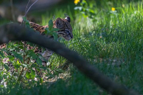 One Ocelot, Leopardus pardalis, walking on green grass with green vegetation in the background