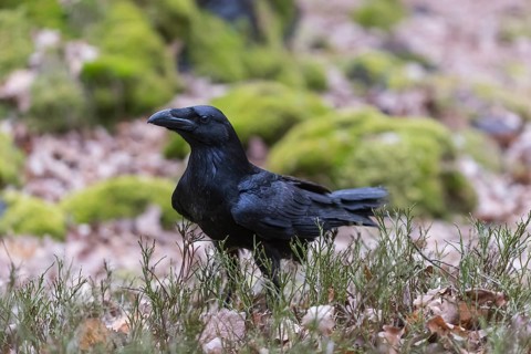 One common raven (Corvus corax), sitting on a green mossy rock with some vegetation in the