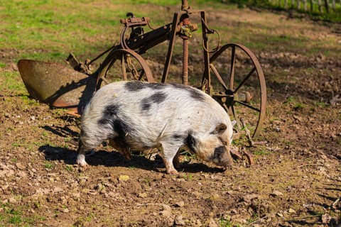 One Minipig, Sus scrofa domesticus, stands in a meadow, searching for food