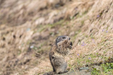 One Alpine Marmot, Marmota marmota, with nesting material in the mouth. Brown grass around.