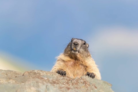 One Alpine Marmots, Marmota marmota, resting on a rock in early morning light. Blue mountains in