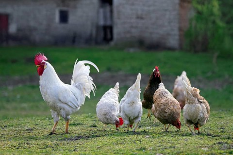 White rooster, cock with hens, free range chickens foraging in front of old barn at farm