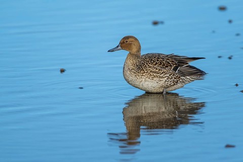 Northern Pintail, Anas acuta, female on winter marshes