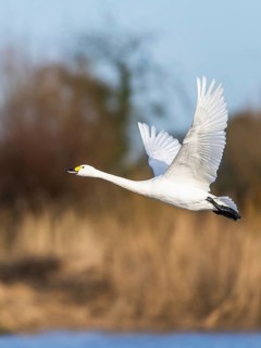Tundra Swan, Bewick's Swan, Cygnus columbianus in flight at winter in Slimbridge, England, United