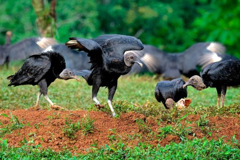 Group of Black Vultures (Coragyps atratus) fighting for food on a carcass, Costa Rica, Central