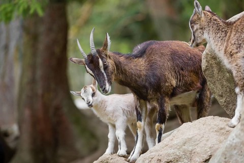 A female bezoar ibex (Capra aegagrus aegagrus) stands together with her goatling on a rock