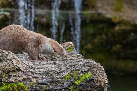 One Eurasian otter (Lutra lutra) resting on a log in front of a little cascade. Shaking his head to