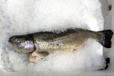 Trout white-fleshed (Salmo trutta fario) Brown trout on ice in refrigerated counter Fish counter
