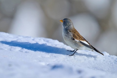 Snowfinch (Montifringilla nivalis), standing sideways on snow, the landscape is snow-covered, Gemmi
