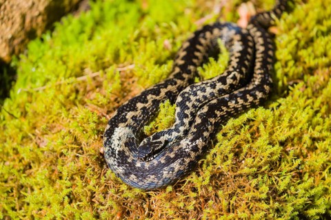 One Vipera berus, the common European adder or common European viper, rests on moss in bright
