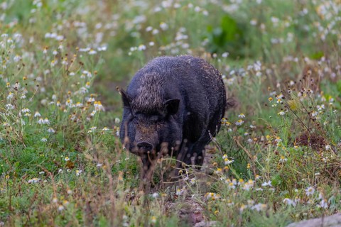 One Minipig, Sus scrofa domesticus, standing in a flowering meadow