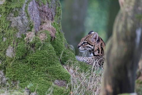 One female Ocelot, Leopardus pardalis, headshot portrait between two mossy trees