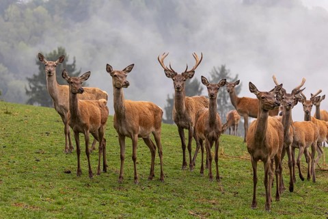 A herd of red deer (Cervus elaphus) standing on a meadow, with dense fog in the background
