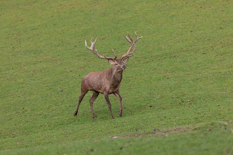 One Red Deer stag (Cervus elaphus) at the rutting season chasing away a young rival