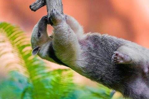 One southern tamandua (Tamandua tetradactyla), climbs in an artistic way in a tree in a forest