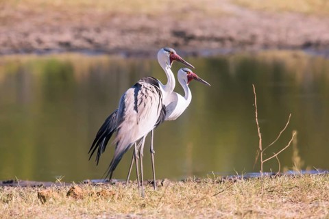 Africa, Botswana, Wattled Crane, Grus carunculatus, Botywana, Africa