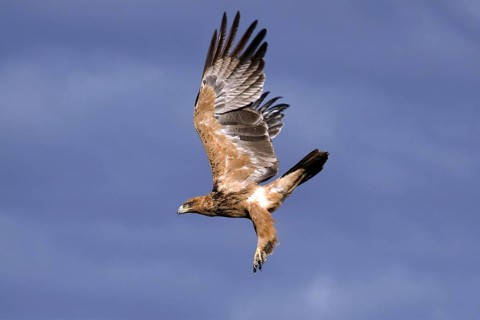 Predatory eagle (Aquila rapax) flying in the Kalahari South Africa