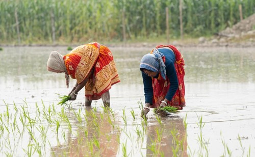 Morigaon, India. 20 February 2024. Women plant rice saplings in a paddy field on February 20, 2024
