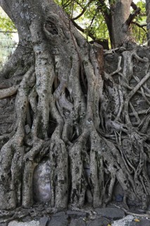 Amhara region, near Gondar, Gonder, aerial roots of the woody figs at the Fasilida's moated castle,