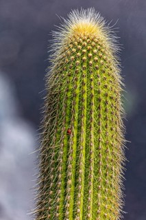2016, Guatiza, Lanzarote, Jardin de Cactus by Cesar Manrique, ESP, Spain, Canary Islands, Canary
