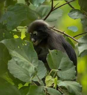 Dusky leaf monkey (Trachypithecus obscurus), Kaeng Krachan National Park, Phetchaburi Province,