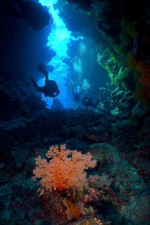 Divers explore an underwater cave with Hemprich's Tree Coral (Dendronephthya hemprichi) in the blue