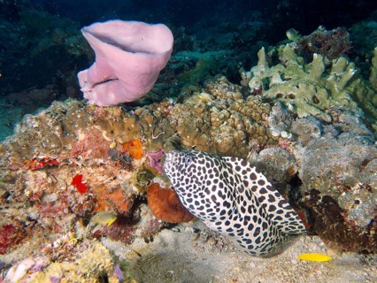Large net moray eel (Gymnothorax favagineus) meanders along the coral reef through the colourful