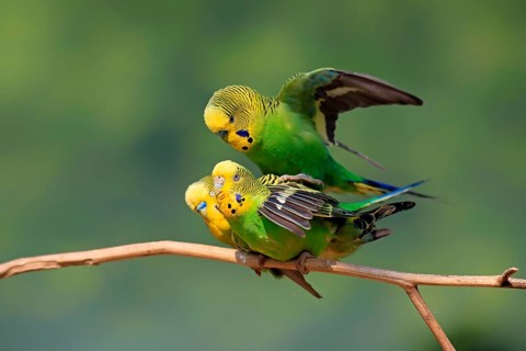 Budgerigar (Melopsittacus undulatus), adult, group, three, male, female, perch, mating, social