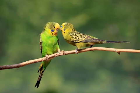 Budgerigar (Melopsittacus undulatus), adult, pair, male, female, two, in perch, courtship, social