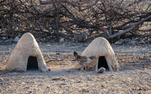 Chickens with small mud huts, traditional Himba village, Kaokoveld, Kunene, Namibia, Africa