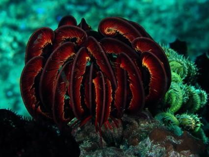 Bennett's hairstar (Anneissia bennetti) in a luminous underwater world, dive site Twin Reef,