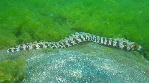A speckled moray eel, star spotted moray eel (Echidna nebulosa), moving across the seabed, dive