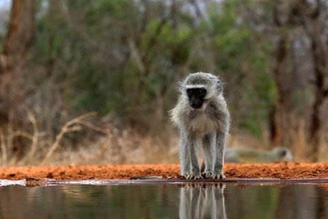 Vervet Monkey (Chlorocebus pygerythrus), adult, drinking, at the water, Kruger National Park,