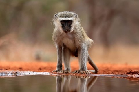 Vervet Monkey (Chlorocebus pygerythrus), adult, drinking, at the water, Kruger National Park,