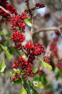 Schotia (Schotia brachypetala), flower, flowering, Kirstenbosch Botanical Gardens, Cape Town, South