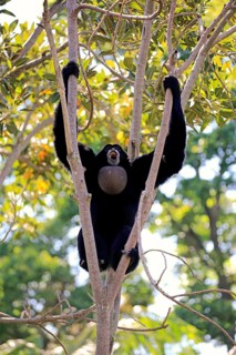 Siamang (Symphalangus syndactylus), adult calling on tree, brachiation, swinging, Southeast Asia