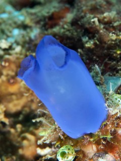 Blue Sea Squirt (Clavelina coerulea) on a coral reef in the sea, dive site Prapat, Penyapangan,