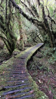 Wooden path in Pumalin National Park, carretera austral, Patagonia, Chile, South America