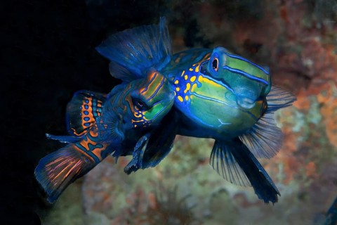 Mating pair of mandarinfish (Synchiropus splendidus) lyrefish left small female specimen right
